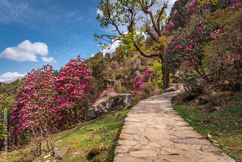 View enroute to Tungnath-Chandrashila hiking trail during spring season in Chopta, Uttarakhand, India.