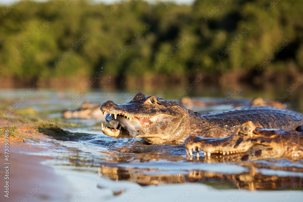 danger yacare caiman fishing in Pantanal danger yacare caiman fishing in Pantanal