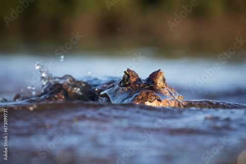 danger yacare caiman fishing in Pantanal photo