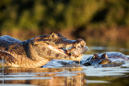 danger yacare caiman fishing in Pantanal photo