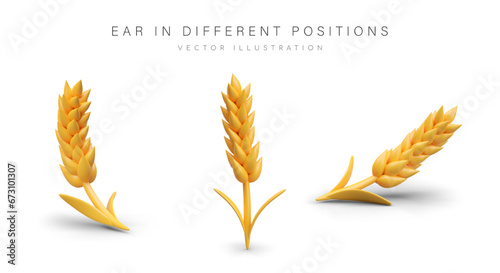 Golden wheat in different positions. Natural product and harvest concept. Organic ear for flour. Bread agriculture and natural concept. Vector illustration in 3d style with place for text