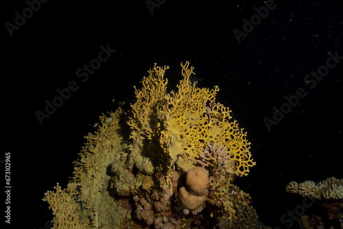 Fire Coral - Feuerkoralle - Red Sea - Rotes Meer photo