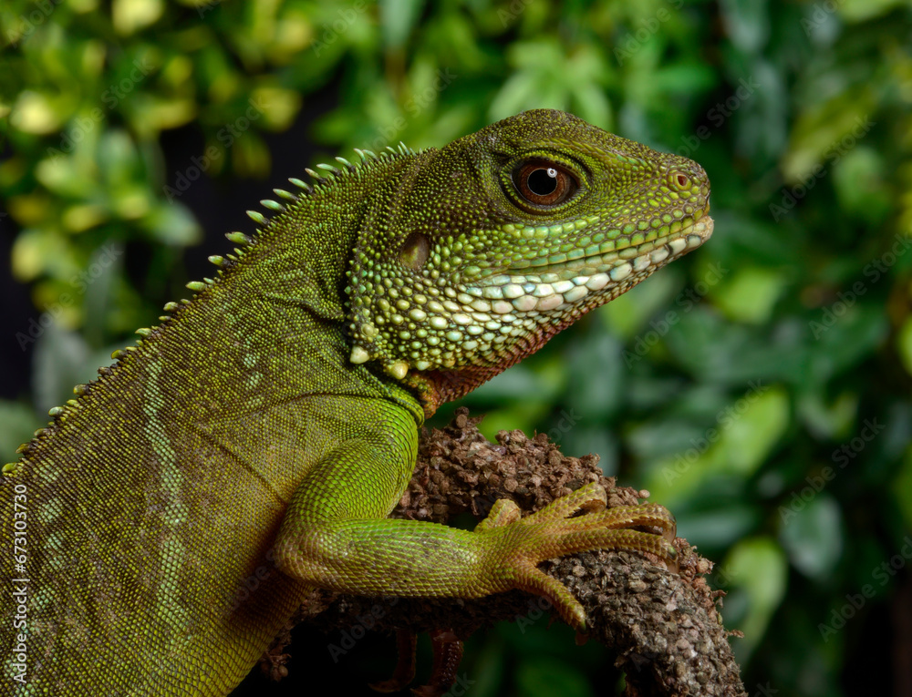 Green water dragon // Grüne Wasseragame (Physignathus cocincinus)