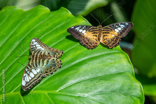 Two clipper butterflies, or Parthenos sylvia, on a large leaf. photo