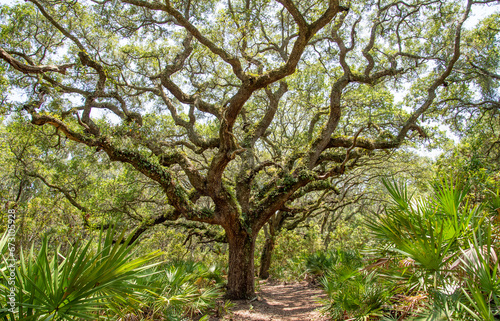 Tableau sur toile live oaks on cumberland Island National Seashore