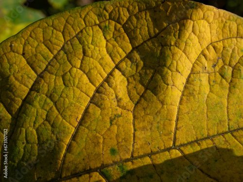 Texture of a yellow autumn leaf. Leafy yellow background.