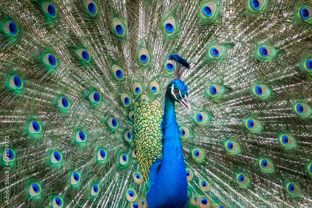 Fototapeta premium Portrait and close up of peacock showing its beautiful feathers