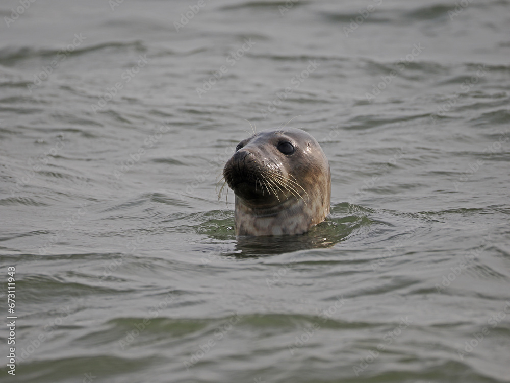Obraz premium Seehund schaut aus dem Wasser vor Borkum