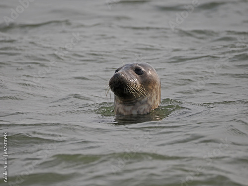 Seehund schaut aus dem Wasser vor Borkum
