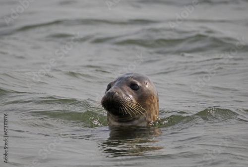 Seehund schaut aus dem Wasser vor Borkum