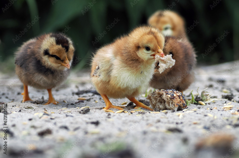 Hühner Küken