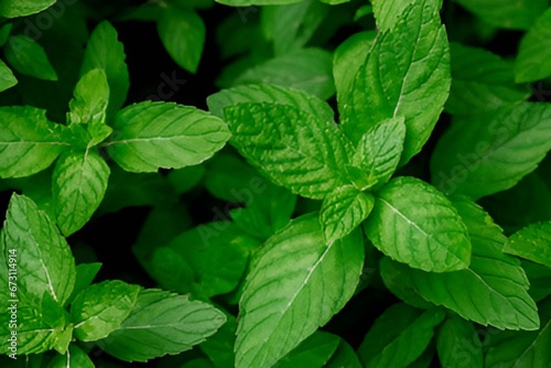 fresh mint