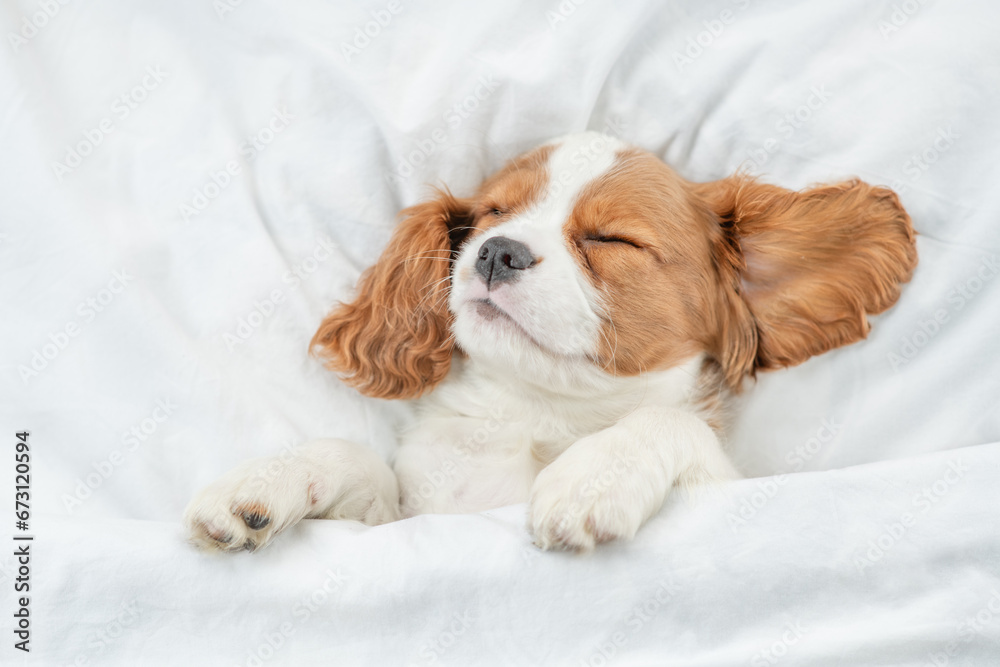 Cozy Cavalier King Charles Spaniel puppy sleeps on a bed at home. Top down view Cozy Cavalier King Charles Spaniel puppy sleeps on a bed at home. Top down view