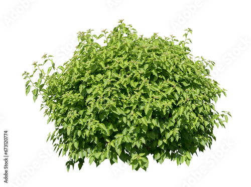 Fototapeta Naklejka Na Ścianę i Meble -  Tropical plant fence bush tree isolated on white background with clipping path.