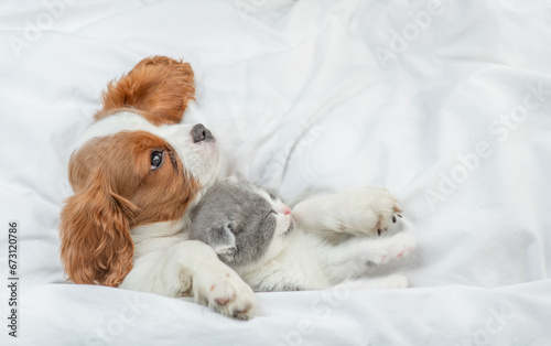 Friendly Cavalier King Charles Spaniel sleeps with tiny kitten on the bed at home. Top down view. Empty space for text © Ermolaev Alexandr