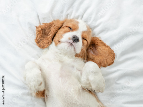 Cute Cavalier King Charles Spaniel puppy sleeps on a bed at home. Top down view