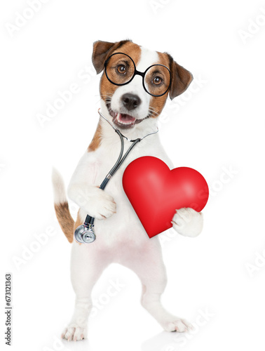 Funny jack russell terrier wearing like a doctor with stethoscope on his neck holds red heart. isolated on white background