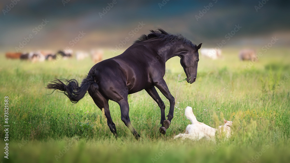 horse running in the field horse running in the field