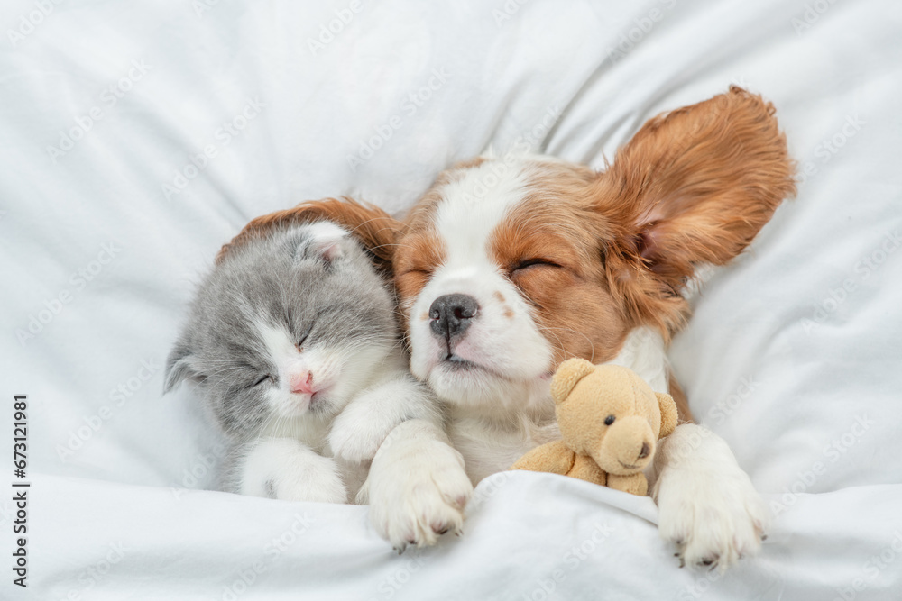 Cavalier King Charles Spaniel puppy and tiny kitten sleep together under white warm blanket on a bed at home. Top down view