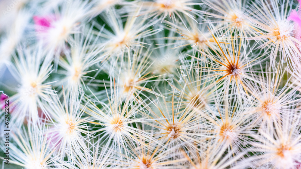 Mammillaria Cactus Spines Mammillaria Cactus Spines