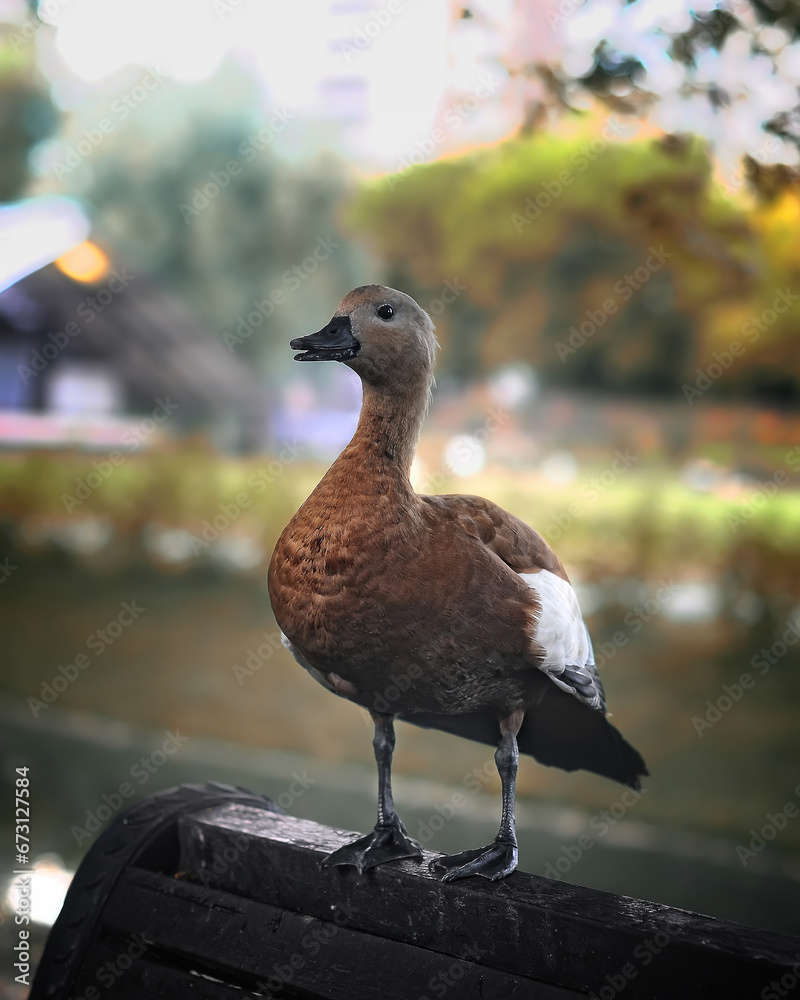 Fototapeta premium duck on wooden bench on summer blurred background.