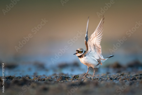 Wings on top, Little Ringed Plover