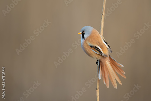 Spring morning on the reed, Bearded Parrotbill 