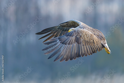 A large bird of prey flying over the meadow, White-tailed Eagle