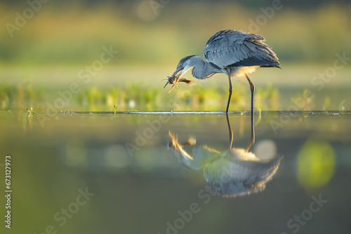 Spring foraging for food at sunrise on a dry pond, Grey Heron