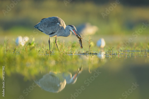 Spring foraging for food at sunrise on a dry pond, Grey Heron