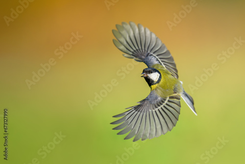 Natural bird fan, Eurasian Great Tit