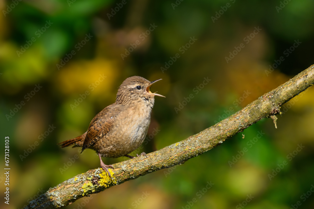 On a branch, Eurasian Wren