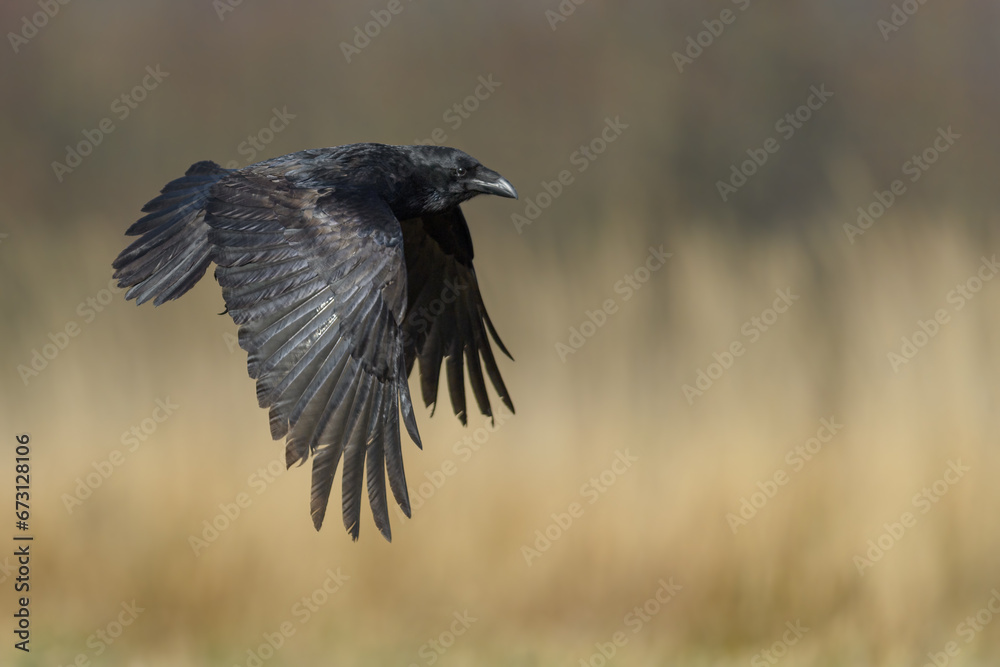 Naklejka premium A black big bird lands on a meadow with wings spread, Common Raven