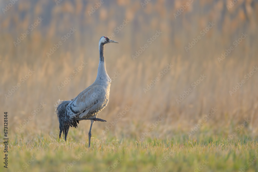Spring walk in the meadow, Common Crane