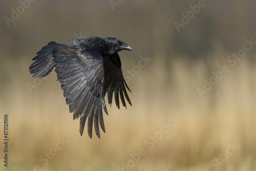 A black big bird lands on a meadow with wings spread  Common Raven