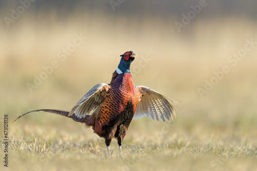Early morning walk in the meadow, Common Pheasant
