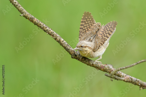 A waiting buck on a branch in the forest, Eurasian Wryneck