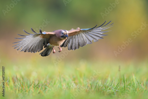 Flights over the meadow early in the morning, Eurasian Jay