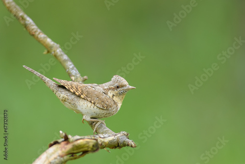 A waiting buck on a branch in the forest, Eurasian Wryneck