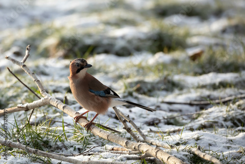 Sojka Zwyczajna Garrulus glandarius