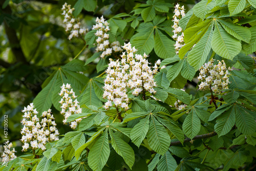 Gewöhnliche Rosskastanie (Aesculus hippocastanum) im Frühjahr photo