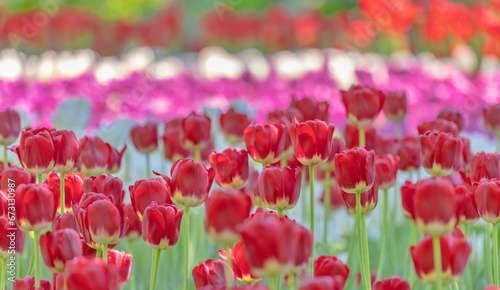 bright red, pink and white tulips in green grass