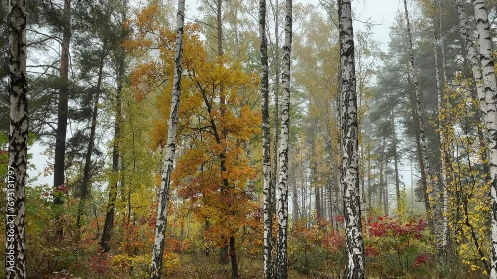 Fragment of autumn birch and pine forest in foggy morning Fragment of autumn birch and pine forest in foggy morning