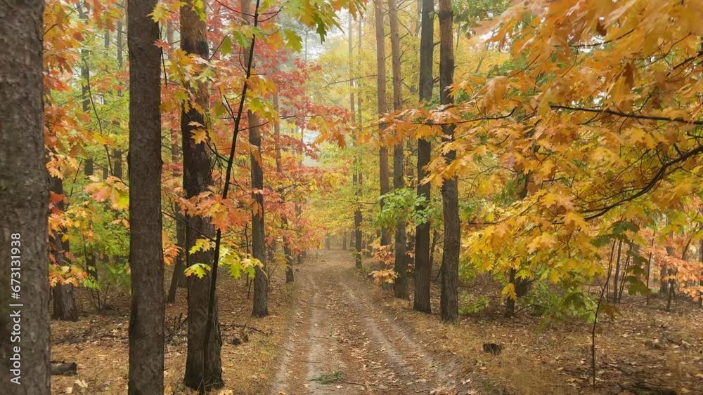 Fragment of autumn oak and pine forest in foggy morning