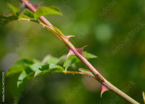 rose thorns closeup