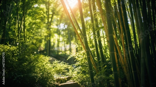 sun shining through bamboo plants in a japanese garden. nature, freedom, harmony. symbol of healthy lifestyle.  photo