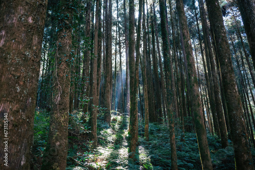 Serene Forest Pathway Bathed in Sunbeams. A tranquil scene as sunlight filters through the tall trees of a dense forest  highlighting a narrow path