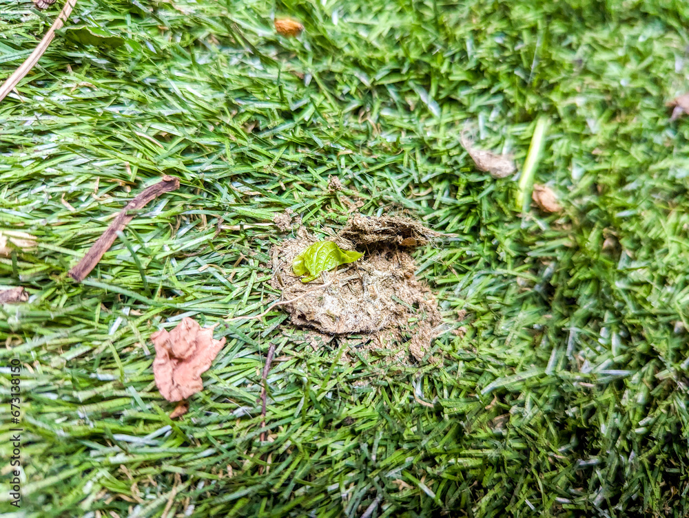 Artificial Grass Poop Artificial Grass Poop