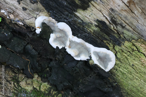 Brittle cinder  fungus, scientific name Kretzschmaria deusta,  major pathogen of park trees photo