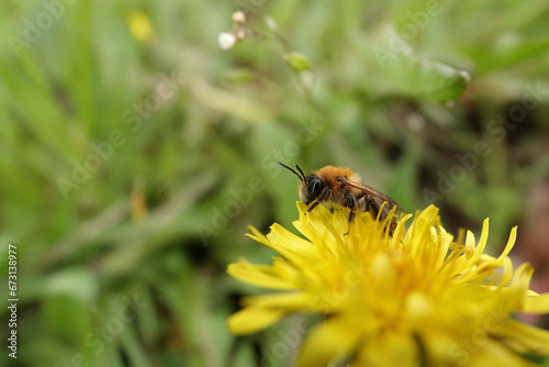 Selective wide angle focus closeup on a male Grey-gastered mining bee, Andrena nitida sitting on a yellow dandelion © Henk